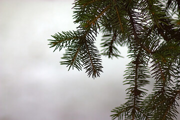 spruce branch with fluffy prickly green needles