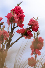 Blooming Cherry Blossom