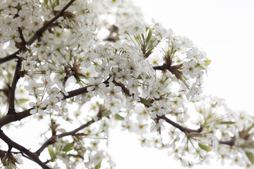 Obraz premium Blooming Cherry Blossom