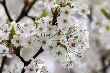 Blooming Cherry Blossom