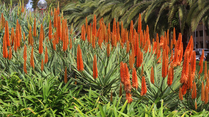 Naklejka na ściany i meble A mass planting of Bitter aloe plants growing in a garden. The Orange flowers are blooming. Succulent plant. Aloe ferox.