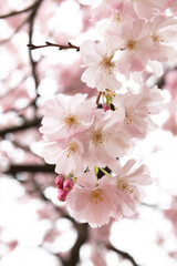 Blooming Cherry Blossom