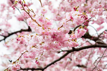 Blooming Cherry Blossom