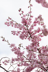 Blooming Cherry Blossom