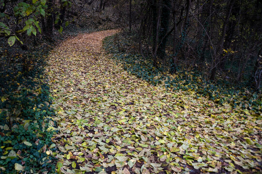 Path from autumn leaves