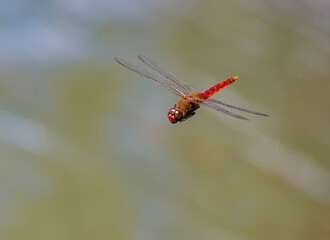 Red dragonfly in flight