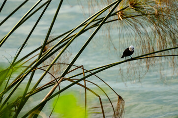 A white headed marsh tyrant bird on a branch