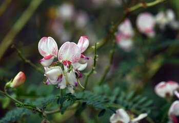 Obraz premium White and pink colored Australian Indigo flowers, Indigofera australis, family fabaceae. Widespread in woodland and open forest in New South Wales, Queensland, Victoria, SA, WA and Tasmania