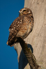 A burrowing owl on a branch