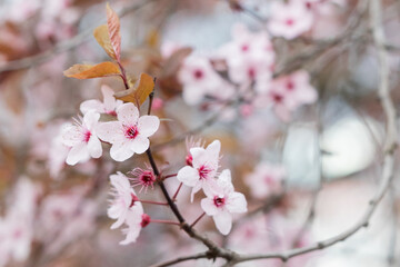 Blooming cherry blossom