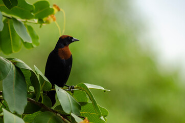 Chestnut-capped blackbird on a branch