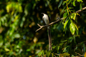A fork-tailed flycatcher bird on a branch
