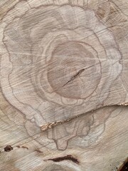 painting with the camera