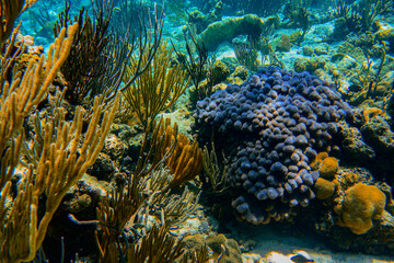 Naklejka na ściany i meble Coral reef landscape