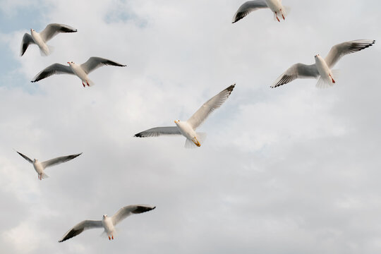 Seagulls In flight