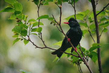 Black Bulbul in natural habitat