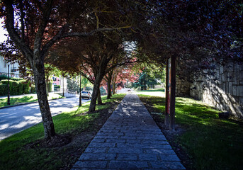 Paseo urbano entre árboles en Burgos