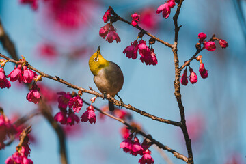 A Japanese white-eye bird in cherry blossoms 
