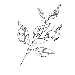 digital drawing of a branch with leaves. outline