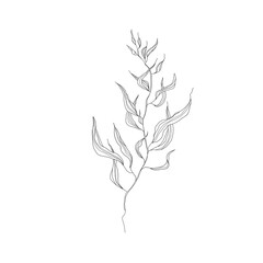digital drawing of a branch with leaves. outline