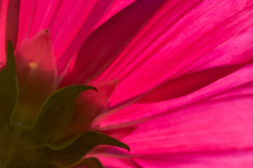 extreme close up of pink bright flower petals, full frame
