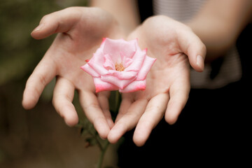 pink rose in hands