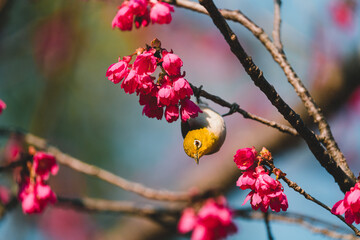A Japanese white-eye bird in cherry blossoms 