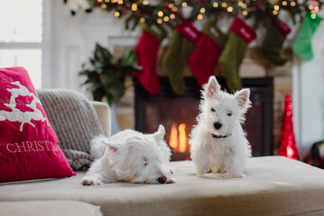 Two small white dogs together on a couch in front of a fireplace decorated for christmas