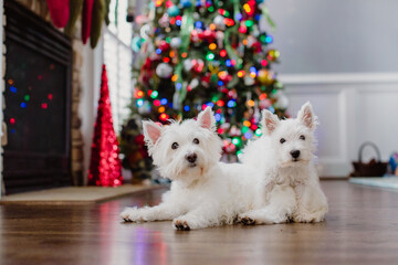 A cute puppy climbing over an adult dog of the same breed