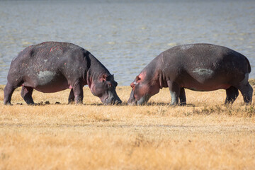 Pair of hippos facing each other on the shores of Lake Magadi, in the Ngorongoro Crater Conservation Area. Safari concept. Tanzania. Africa