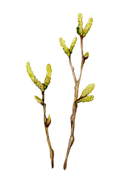 Spring twigs with green buds, pussy willow, apple tree, birch. Hand drawn watercolor illustration close up isolated on white background. Design for cards, covers, invitations, congratulations