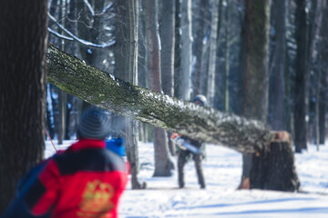 Process of felling the trees, team of professional lumberjack woodcutter cutting and felling the big tree with ropes and chainsaw, arborist and tree surgeon at work