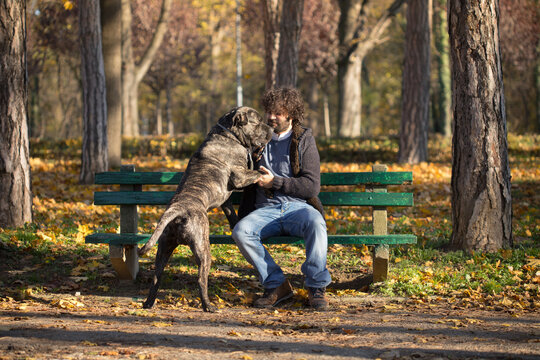 Outdoor portrait of a man and his pet friend, Cane Corso dog