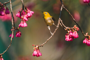 A Japanese white-eye bird in cherry blossoms 