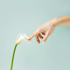 Woman hand touching calla lily flower on pastel green background. Minimal natural floral concept. Creative spring bloom composition.
