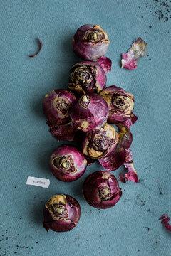 Hyacinth bulbs stack and label with botanical name