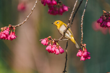 A Japanese white-eye bird in cherry blossoms 