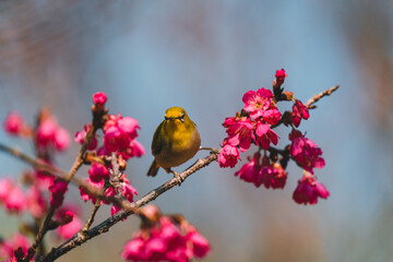 A Japanese white-eye bird in cherry blossoms 
