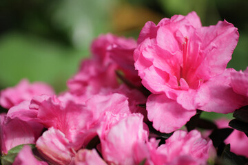 Azalea pink close up.Azalea background. Azalea pink view close. flower background. beautiful rhododendron. pink flowers with blurred background. Azalea Rosa King.floral background with place for text.