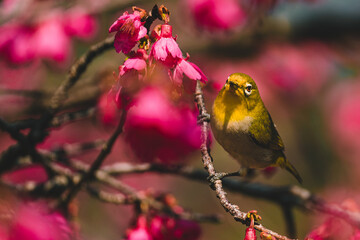 A Japanese white-eye bird in cherry blossoms 