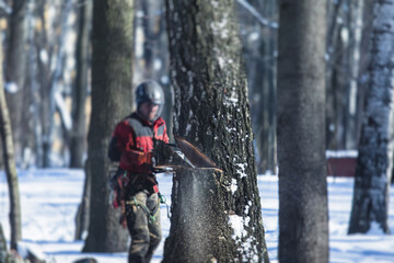 Professional lumberjack woodcutter with chainsaw in protective uniform gear cutting a big massive tree in the forest during the winter, logger firewood timber tree