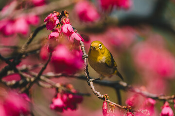 A Japanese white-eye bird in cherry blossoms 
