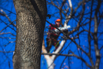 Arborist tree surgeon cutting tree branches with chainsaw, lumberjack woodcutter in uniform climbing and working on heights, process of tree pruning and sawing on top