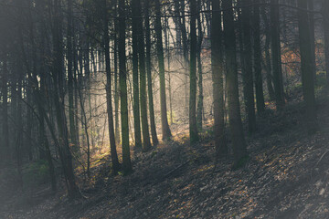 Fototapeta premium old mysterious forest in Germany