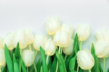 White tulips on gray background. Top view