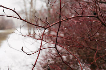 red branches of bushes against a background of snow-white snow