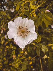 Obraz premium Der Herbst als eine der vier meteorologischen und astronomischen Jahreszeiten