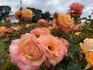 roses in the garden