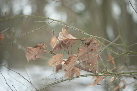
dried leaves in winter with circular bokeh