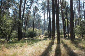 path in the forest